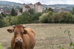 Occitanie vache